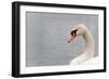 Swan-fredleonero-Framed Photographic Print