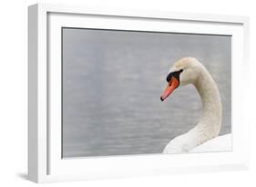 Swan-fredleonero-Framed Photographic Print