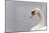 Swan-fredleonero-Mounted Photographic Print