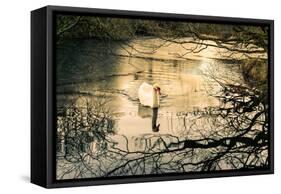 Swan-Claire Willans-Framed Stretched Canvas