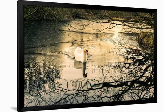 Swan-Claire Willans-Framed Photographic Print