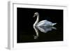 Swan-Charles Bowman-Framed Photographic Print