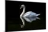 Swan-Charles Bowman-Mounted Photographic Print