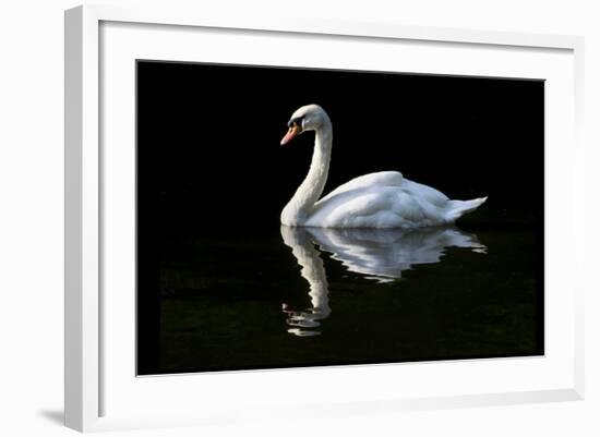 Swan-Charles Bowman-Framed Photographic Print