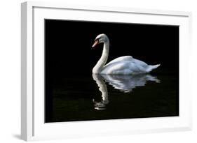 Swan-Charles Bowman-Framed Photographic Print