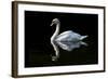 Swan-Charles Bowman-Framed Photographic Print