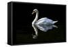 Swan-Charles Bowman-Framed Stretched Canvas