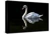 Swan-Charles Bowman-Stretched Canvas