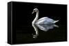 Swan-Charles Bowman-Framed Stretched Canvas