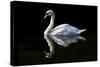 Swan-Charles Bowman-Stretched Canvas