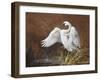 Swan-Trevor V. Swanson-Framed Giclee Print