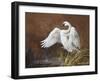 Swan-Trevor V. Swanson-Framed Giclee Print