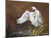 Swan-Trevor V. Swanson-Mounted Giclee Print