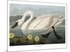 Swan-Vintage Apple Collection-Mounted Giclee Print