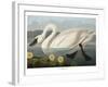 Swan-Vintage Apple Collection-Framed Giclee Print