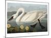 Swan-Vintage Apple Collection-Mounted Giclee Print