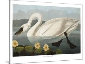 Swan-Vintage Apple Collection-Stretched Canvas