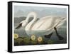 Swan-Vintage Apple Collection-Framed Stretched Canvas