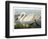 Swan-Vintage Apple Collection-Framed Giclee Print