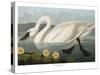 Swan-Vintage Apple Collection-Stretched Canvas
