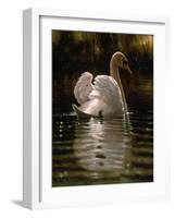 Swan-Michael Jackson-Framed Giclee Print
