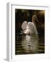 Swan-Michael Jackson-Framed Giclee Print