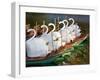 Swanboats, Public Garden, Boston, Massachusetts, USA-Walter Bibikow-Framed Photographic Print