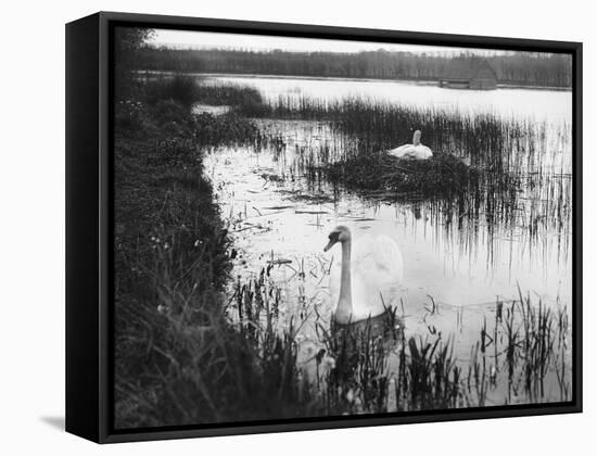 Swans Among Reeds-null-Framed Stretched Canvas