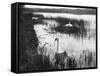 Swans Among Reeds-null-Framed Stretched Canvas