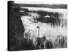 Swans Among Reeds-null-Stretched Canvas