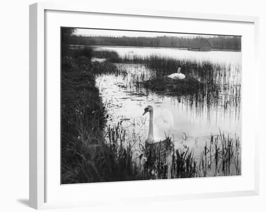 Swans Among Reeds-null-Framed Photographic Print