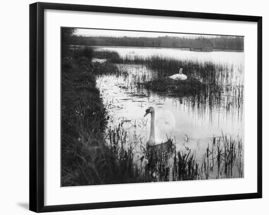 Swans Among Reeds-null-Framed Photographic Print