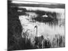 Swans Among Reeds-null-Mounted Photographic Print