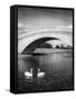 Swans and Bridge-null-Framed Stretched Canvas