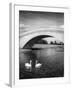 Swans and Bridge-null-Framed Photographic Print