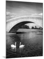 Swans and Bridge-null-Mounted Photographic Print