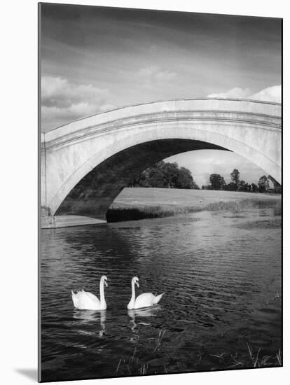 Swans and Bridge-null-Mounted Photographic Print