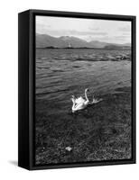 Swans and Cygnets-null-Framed Stretched Canvas