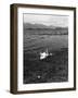 Swans and Cygnets-null-Framed Photographic Print