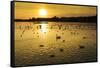 Swans and Ducks at Sunset, Reykjavik, Iceland-Arctic-Images-Framed Stretched Canvas