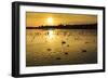 Swans and Ducks at Sunset, Reykjavik, Iceland-Arctic-Images-Framed Premium Photographic Print