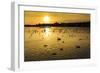 Swans and Ducks at Sunset, Reykjavik, Iceland-Arctic-Images-Framed Premium Photographic Print