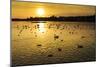 Swans and Ducks at Sunset, Reykjavik, Iceland-Arctic-Images-Mounted Premium Photographic Print