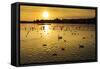 Swans and Ducks at Sunset, Reykjavik, Iceland-Arctic-Images-Framed Stretched Canvas