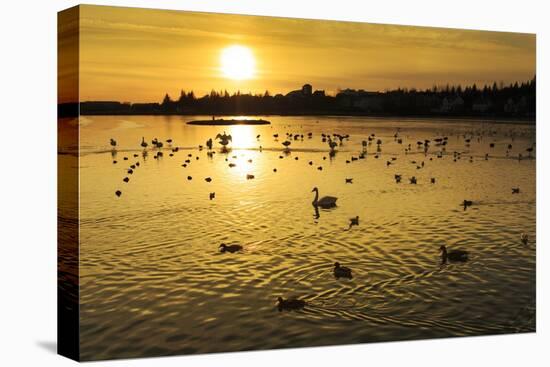 Swans and Ducks at Sunset, Reykjavik, Iceland-Arctic-Images-Stretched Canvas