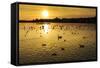 Swans and Ducks at Sunset, Reykjavik, Iceland-Arctic-Images-Framed Stretched Canvas