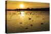 Swans and Ducks at Sunset, Reykjavik, Iceland-Arctic-Images-Stretched Canvas