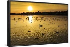 Swans and Ducks at Sunset, Reykjavik, Iceland-Arctic-Images-Framed Photographic Print