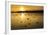 Swans and Ducks at Sunset, Reykjavik, Iceland-Arctic-Images-Framed Photographic Print