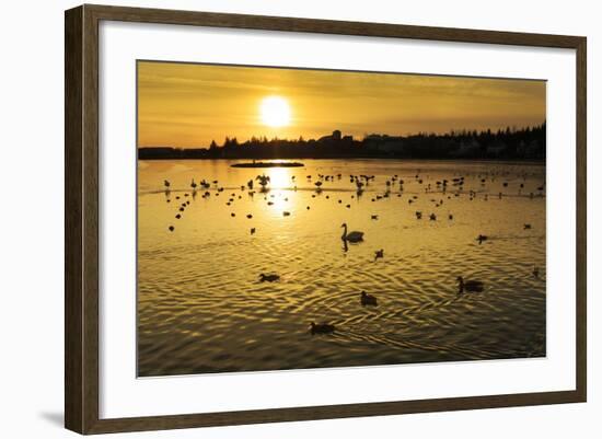 Swans and Ducks at Sunset, Reykjavik, Iceland-Arctic-Images-Framed Photographic Print